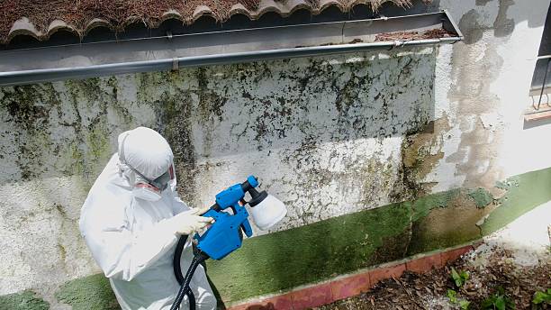 Top rated local Mold Inspection And Testing specialists in Beulah, MI